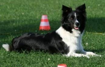 Bild "BILDER:Shany_Flyballdream-A-Legend-of-Joy.jpg"